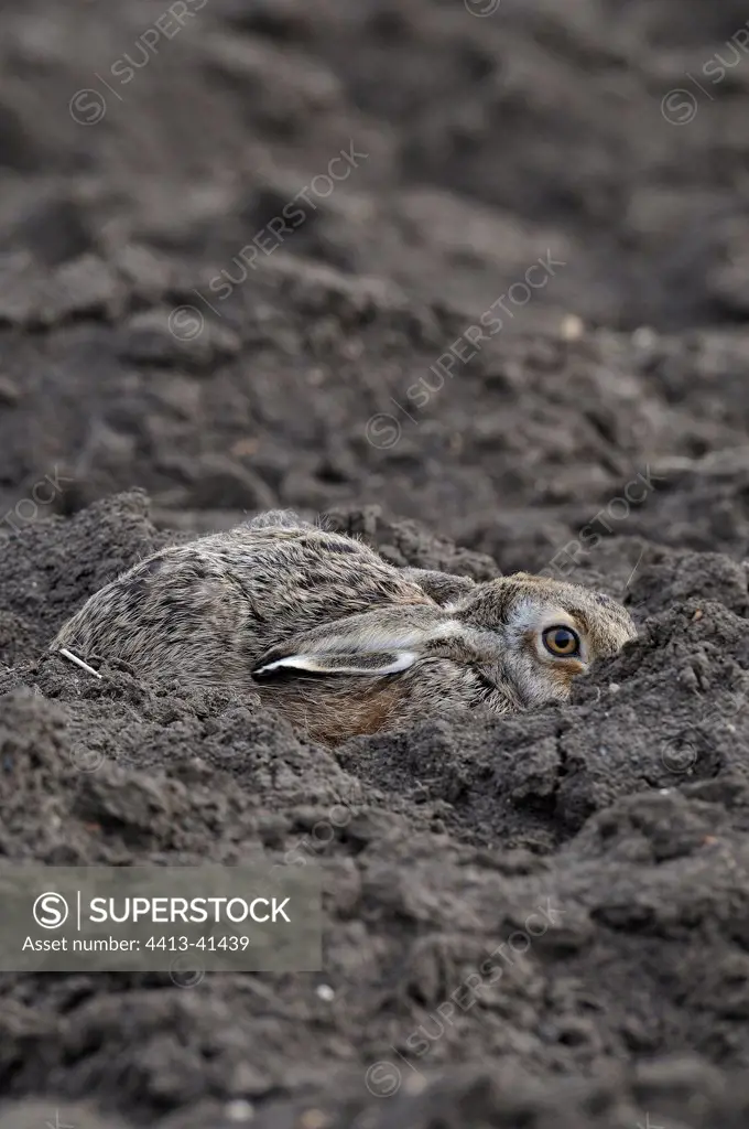 European Hare camouflaged in a plowed field Germany