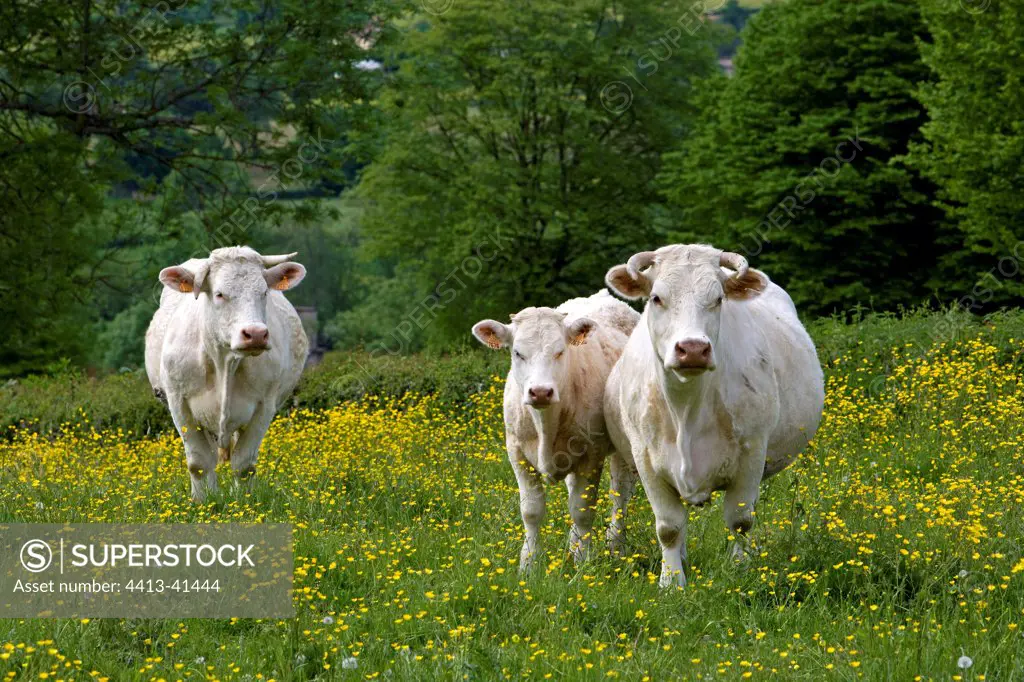 Cows race 'Charolais' in the Charolais Bourgogne France