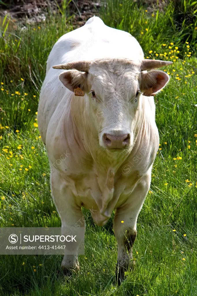 Portrait of a Cow race 'Charolais' Charolais France
