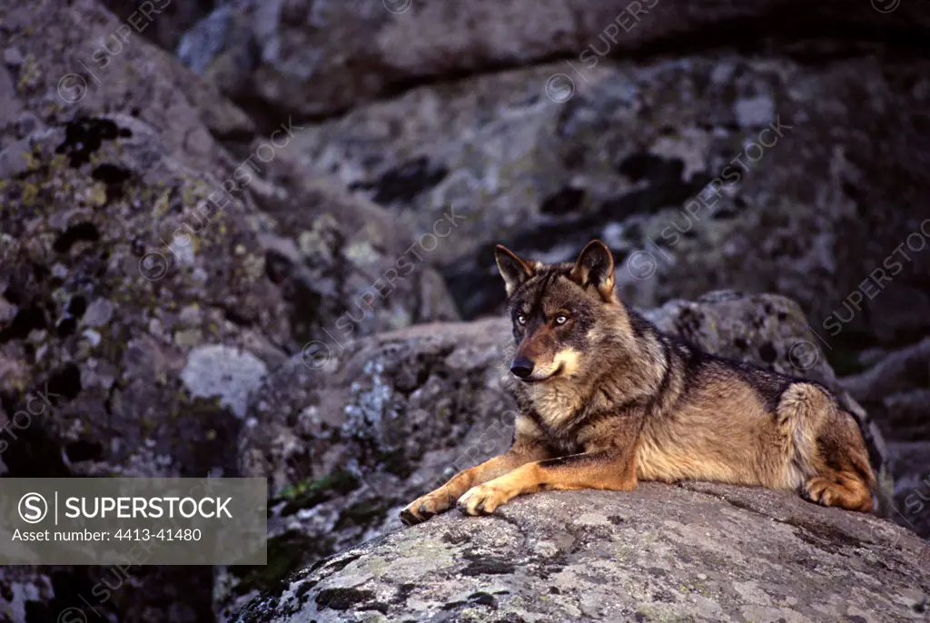 Iberain wolf lying on a rock Spain