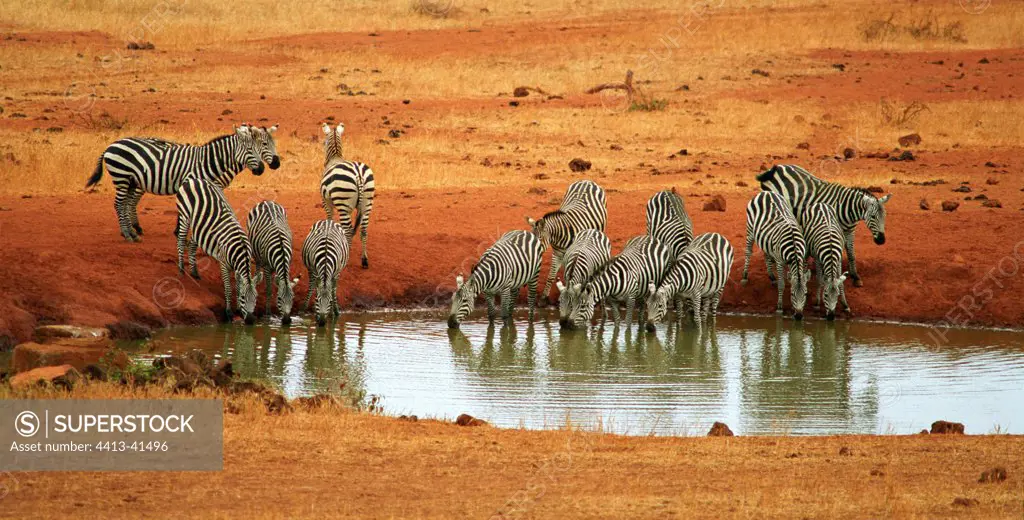 Burchell's Zebras at the water point Tsavo West Kenya