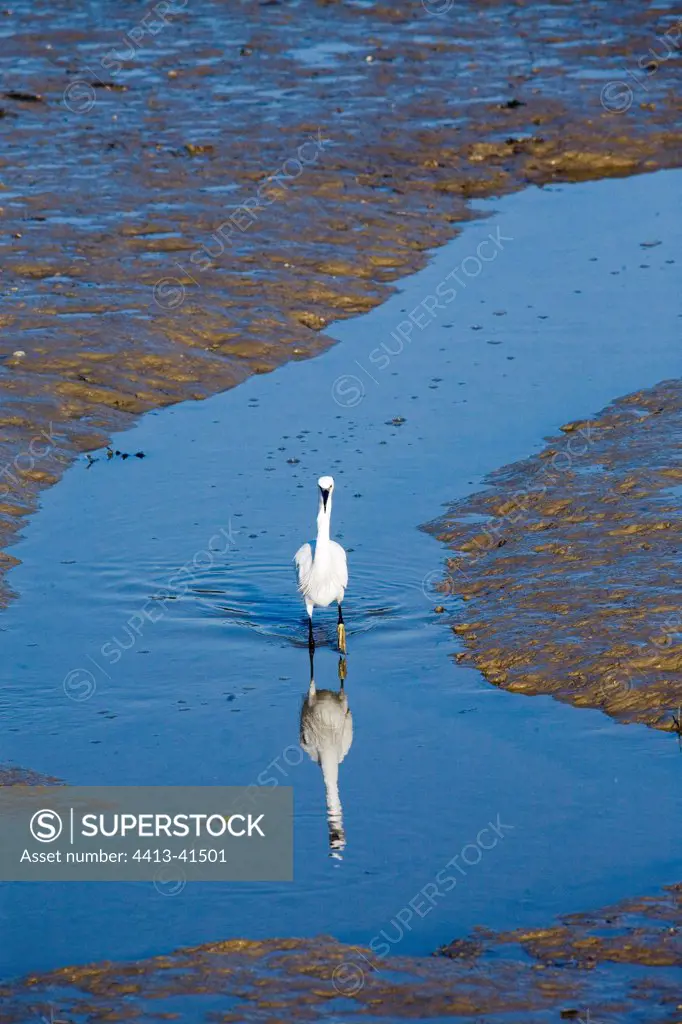 Little Egret in a mudflat at low tide France