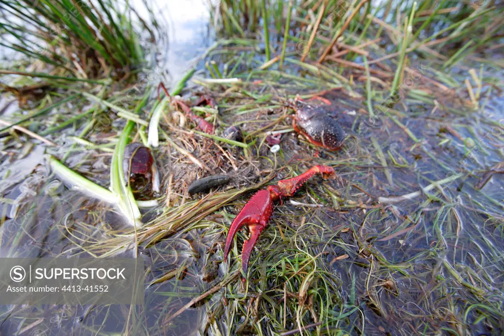 Rests of Red swamp Crayfish in Grand-Lieu lake France