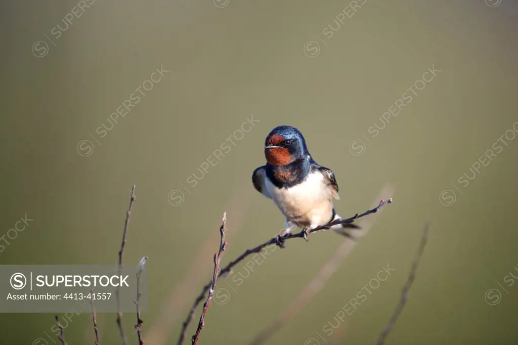 Barn swallow on a branch