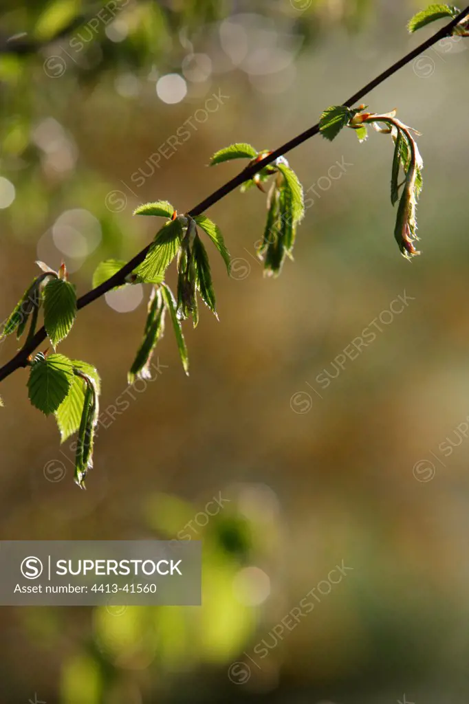 Branch and leaves of Hazel France