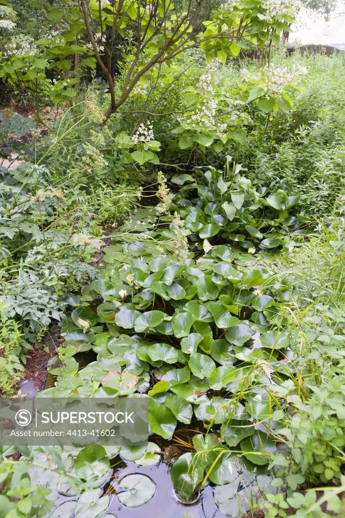 Garden pound with plants for phyto filtering of water