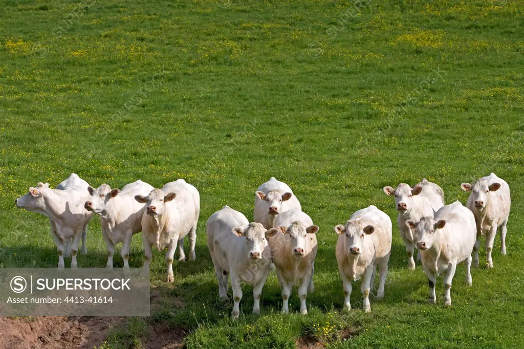Herd of Cows race 'Charolaise' Charolais France