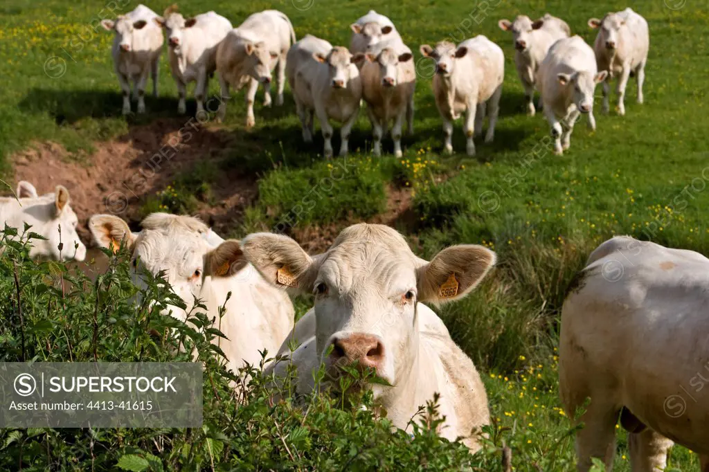 Herd of Cows race 'Charolaise' Charolais France