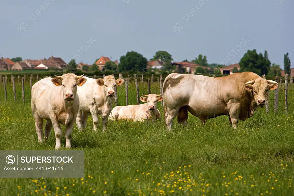 Bull and Cows race 'Charolaise' Charolais France