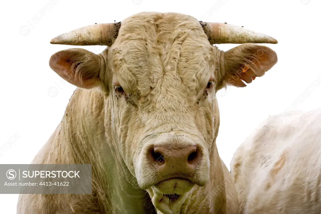 Portrait of a Bull race 'Charolaise' Charolais France