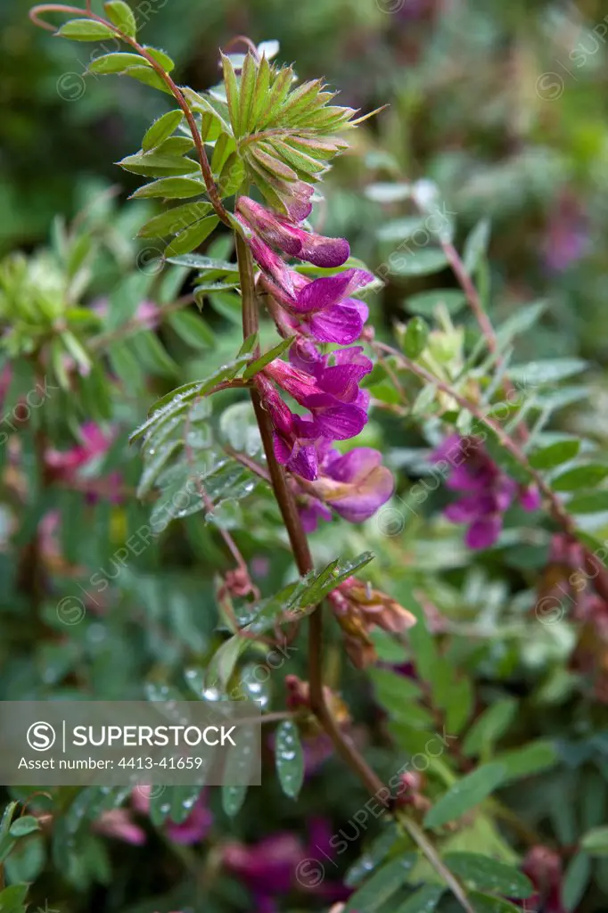 Portrait of a Bush Vetch in bloom Provence France
