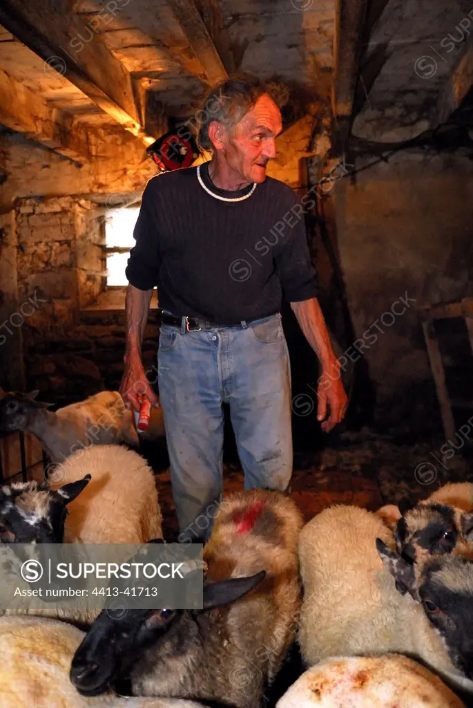 Berger preparing to mow his Sheeps Auvergne France