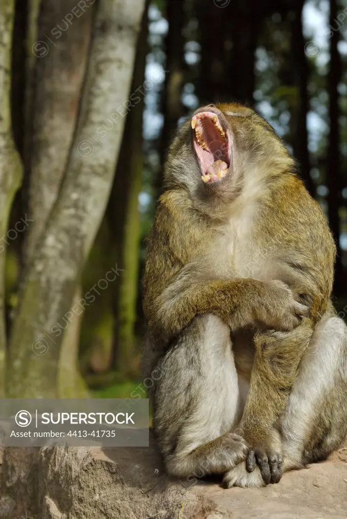 Portrait of a male Barbary Macaque yawning in a zoo France