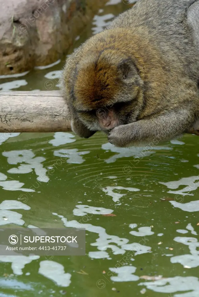 Barbary Macaque drinking water from a pond in a zoo