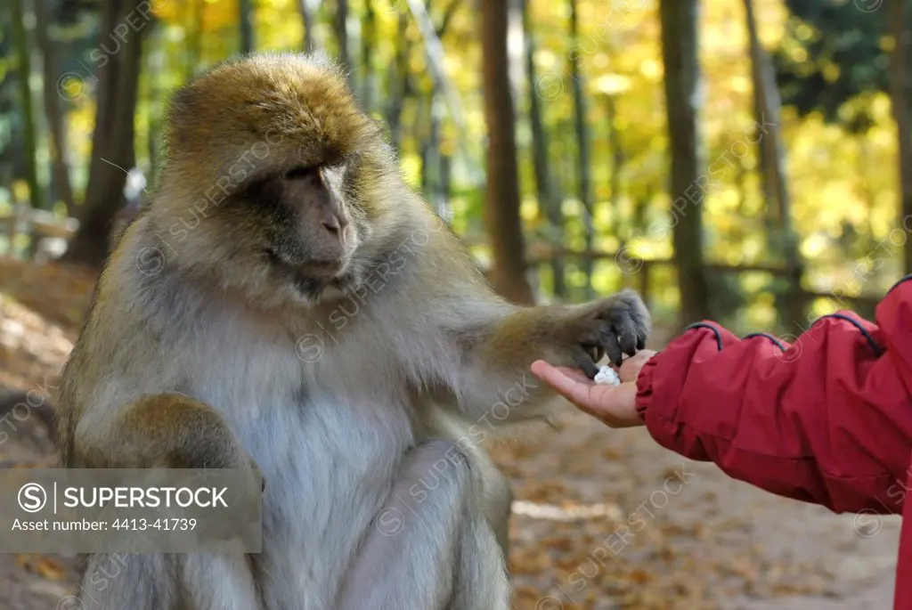 Barbary Macaque taking popcorn in a hand in a zoo