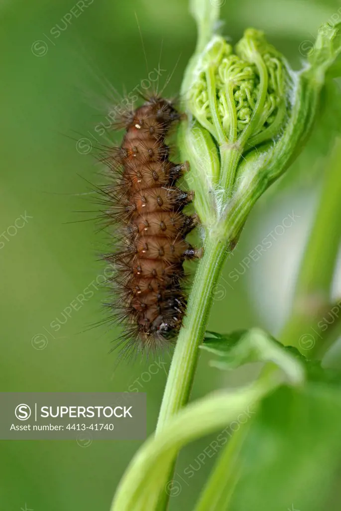 Portrait of an Arctiidae caterpillar on tender foliage