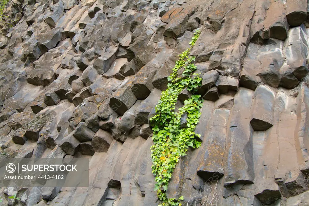Ivy fixed on basalt columnsFrance