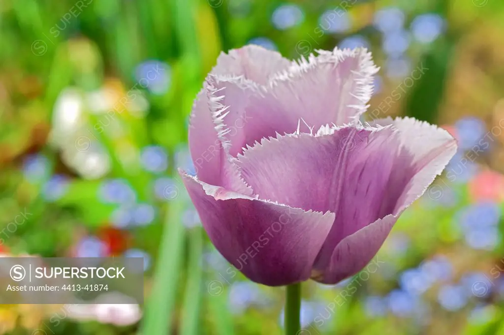 Fringed tulip 'Fringed Lilac' in a garden