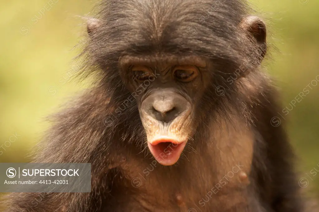 Portrait of a young Bonobo