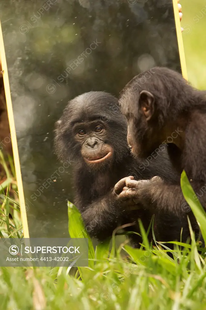 Bonobo in front of a mirror