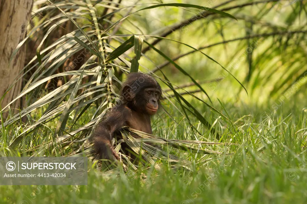 Young Bonobo in the grass