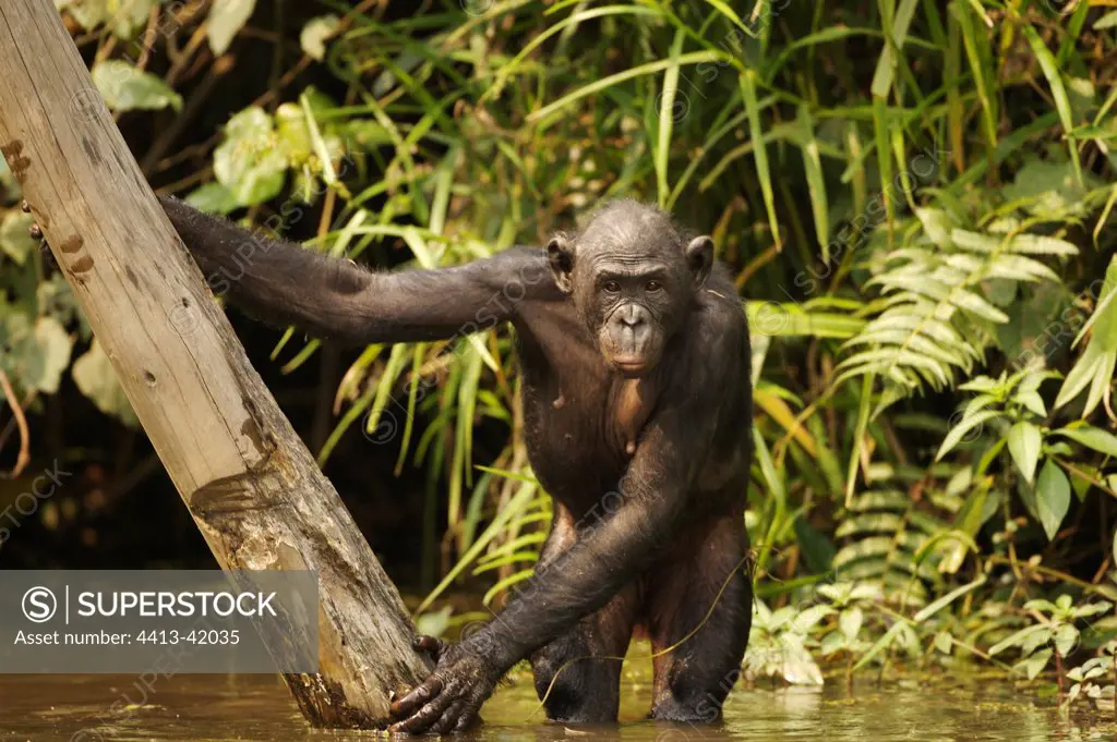 Female Bonobo in the water