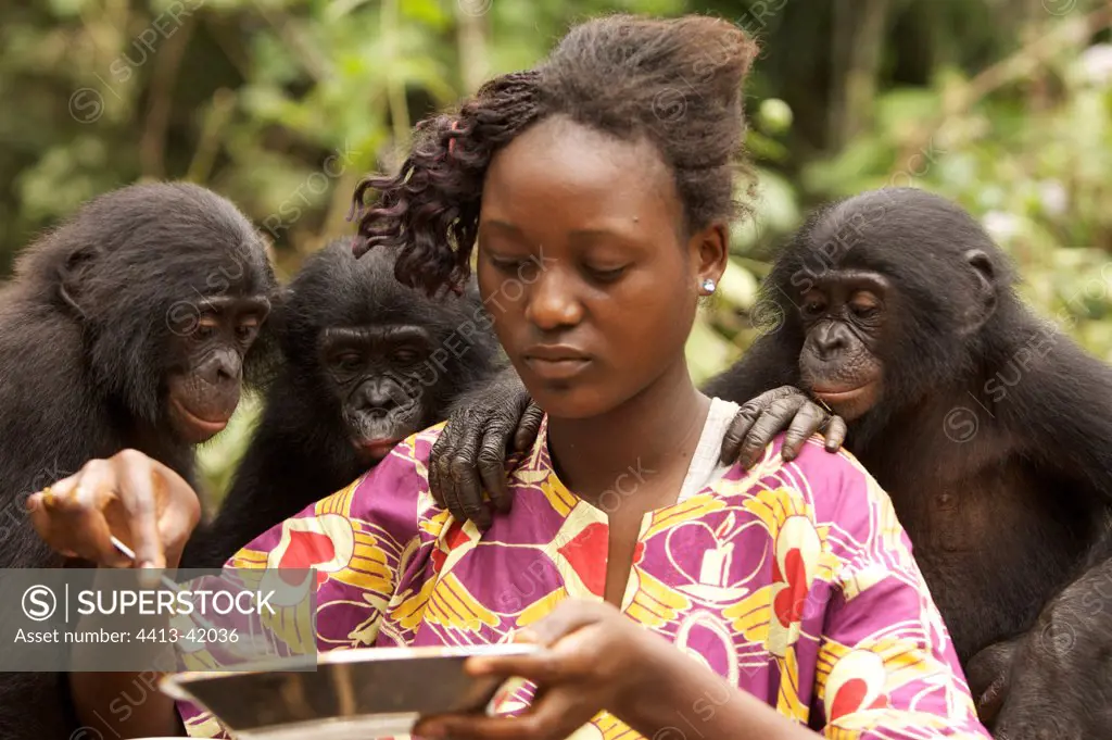 Bonobos and their adoptive mother