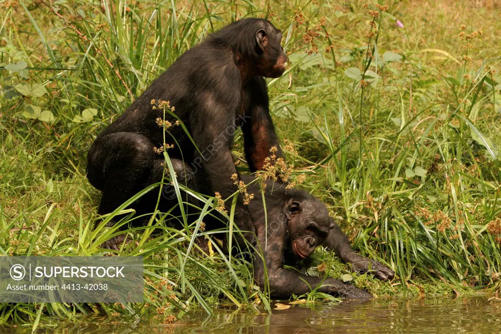 Bonobos matng by a watering place