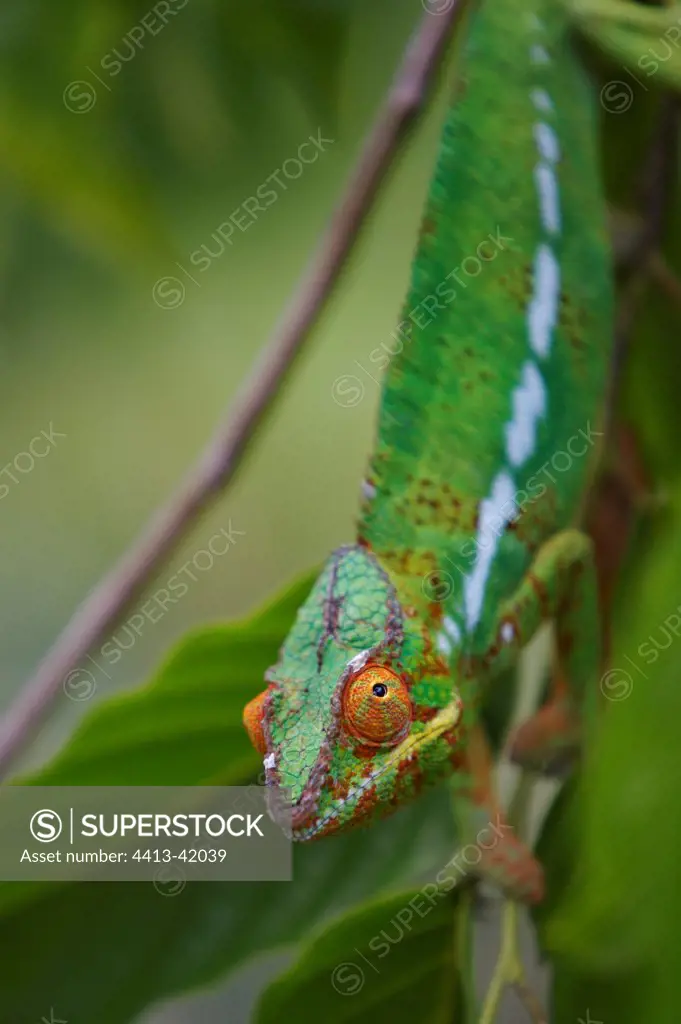 Portrait of a Panther Chameleon