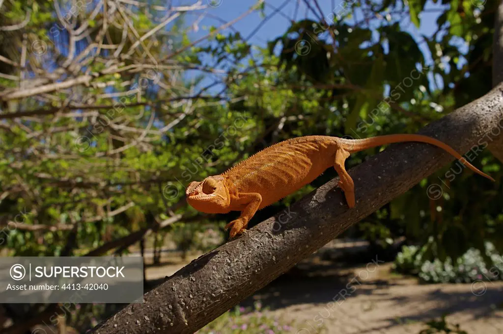 Panther Chameleon on a branch Madagascar