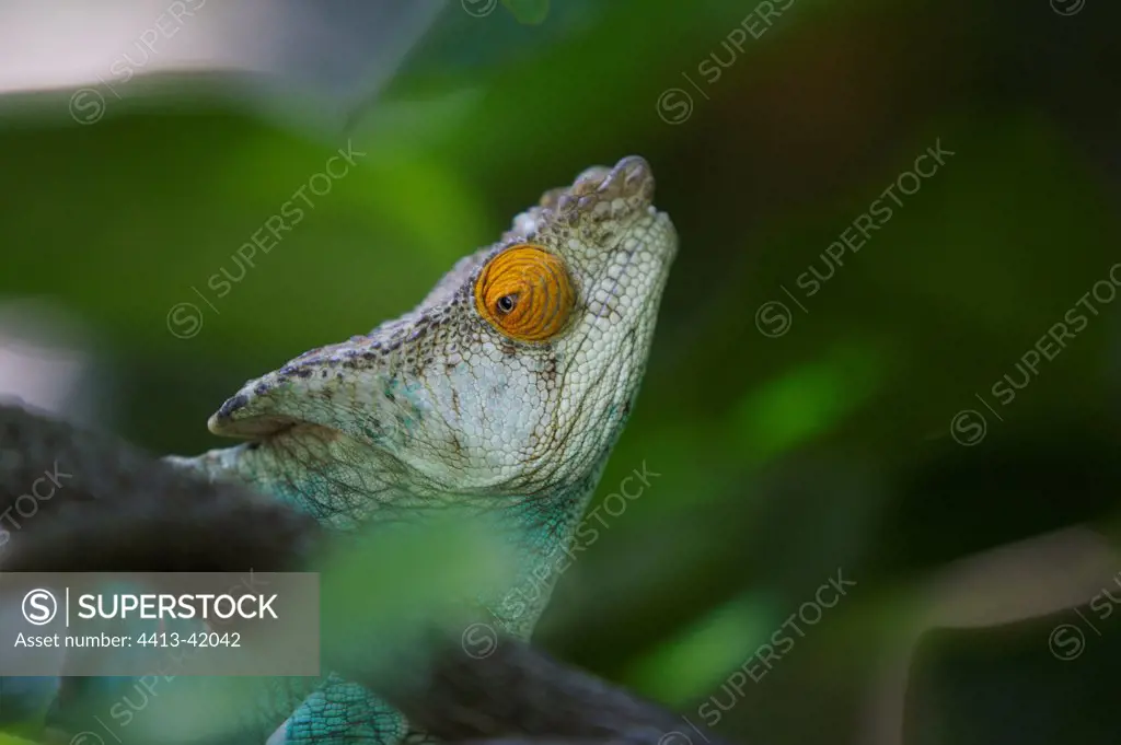 Head of a chameleon Madagascar