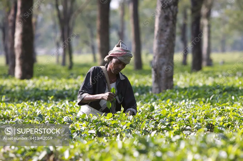 Worker harvesting tea in Assam