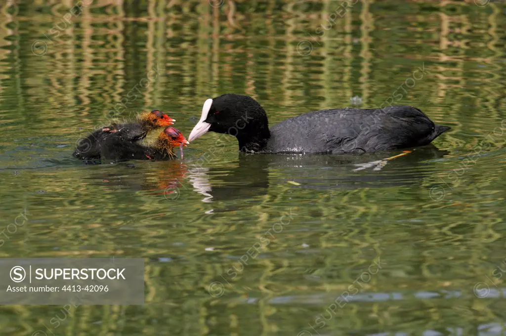 Black Coot adult and two young France