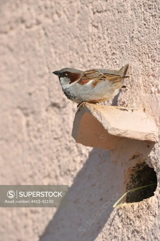 House Sparrow male Spain