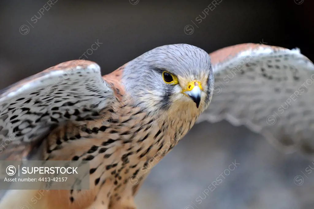 Portrait of a kestrel falcon