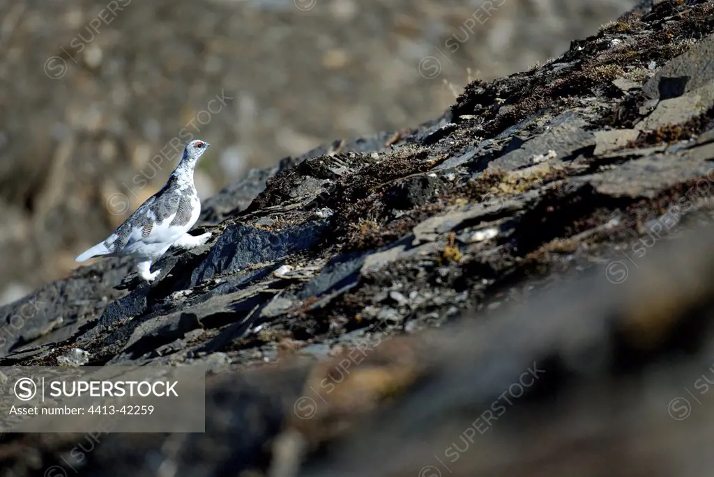 Rock Ptarmigan Alps Vanoise Savoie France