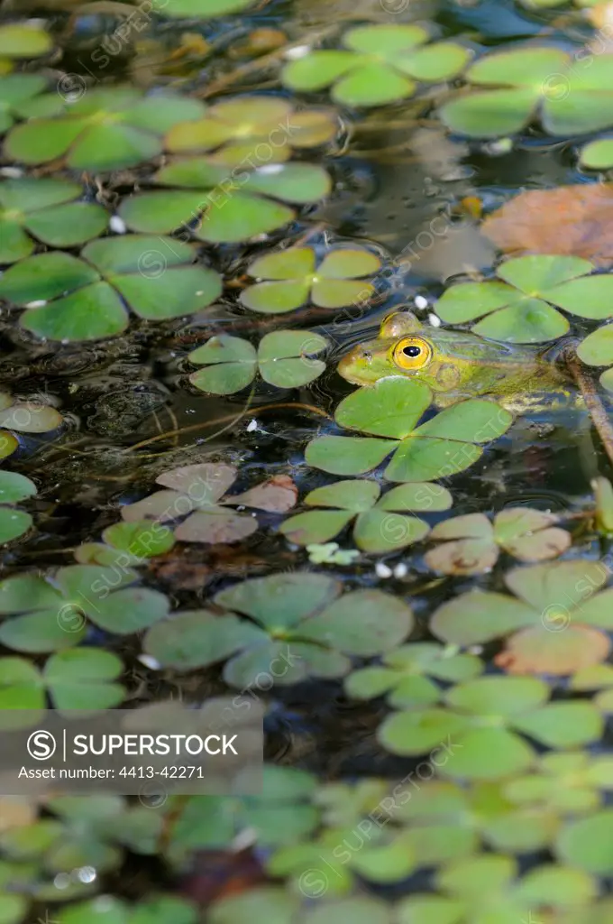 Green Frog among the Four-leaved Marsilea France