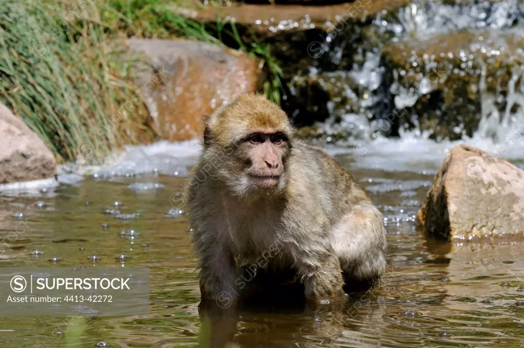 Barbary Macaque bathing in a zoo France