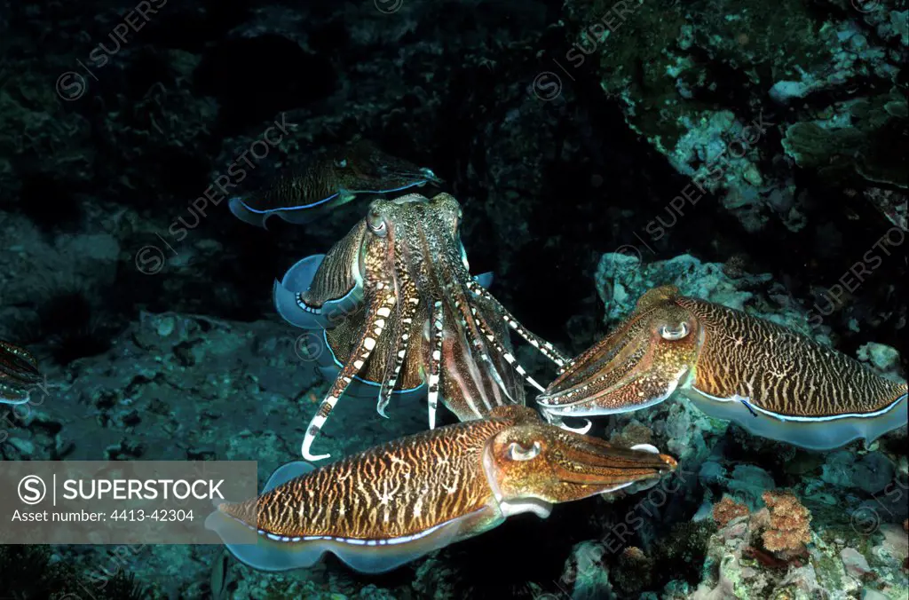 Cuttlefish mating in Mergui archipelago Burma