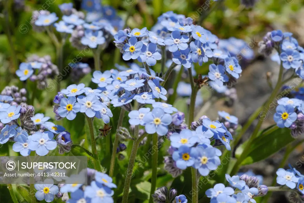 Alpine Forget-me-not Alps France