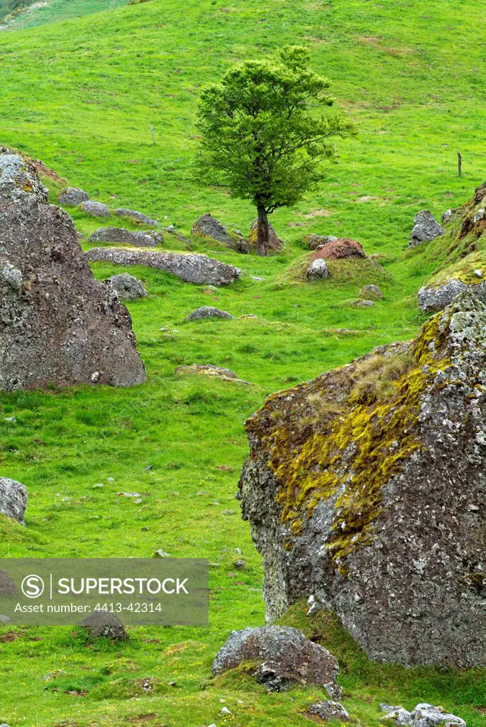 Sorb among magmatic boulders Ardèche France