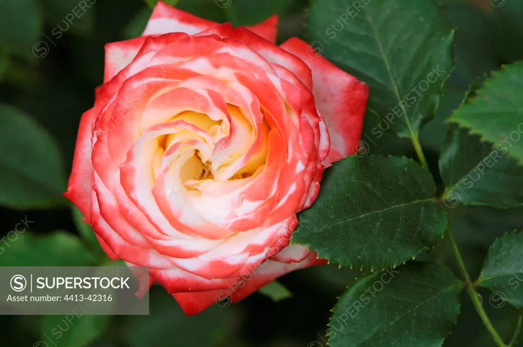 Cultivated Rose Tree flower variety 'Imperatrice Farah'