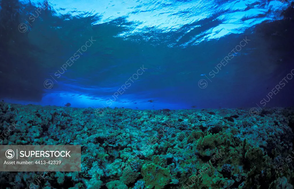 Sea bottom landscape in the Red Sea Egypt