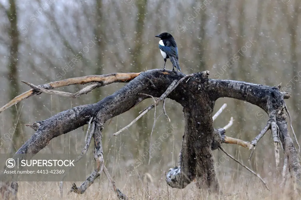 Magpie on a trunk in space natural Brognard