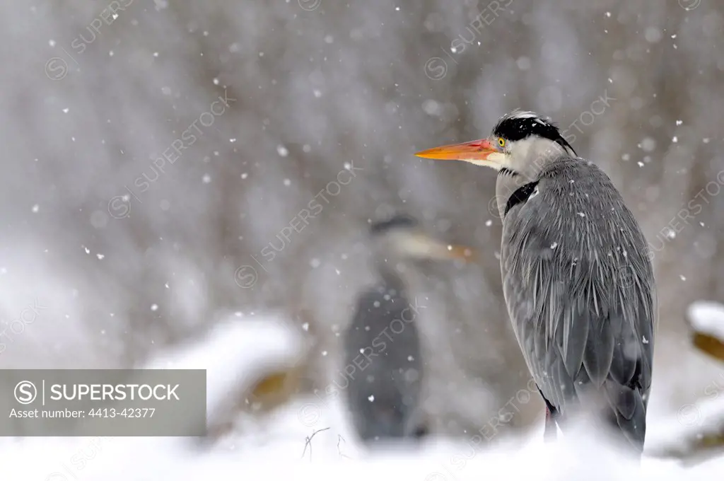 Grey Herons under the snow