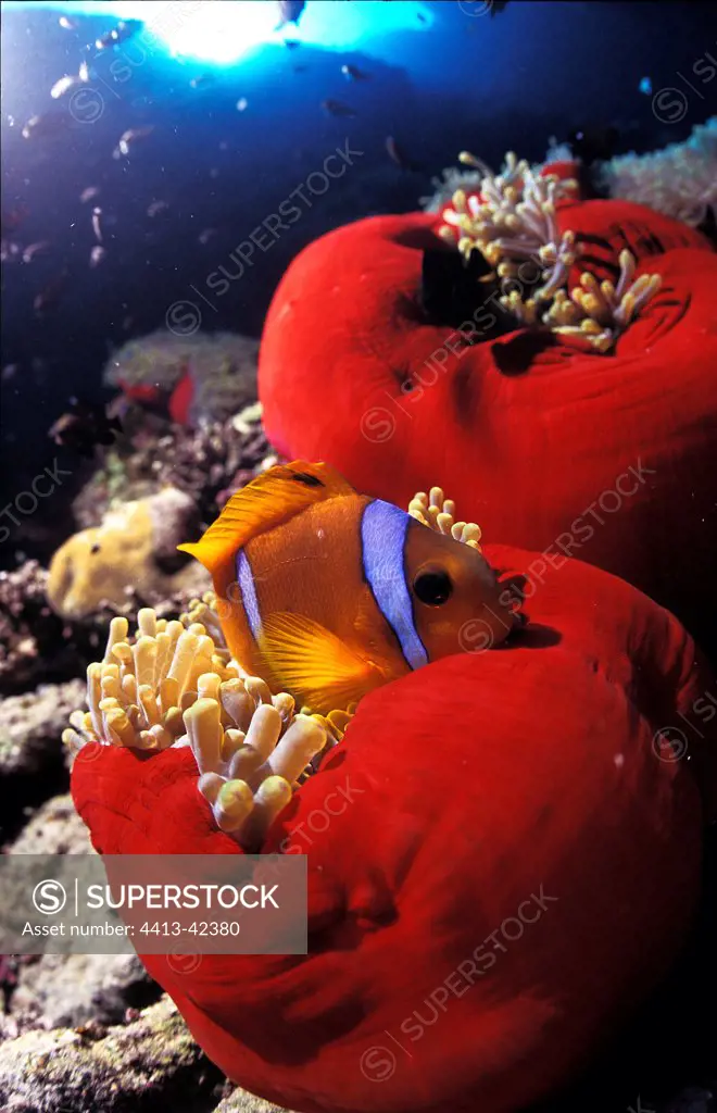 Clownfish in a Sea anemone colony in the Red Sea Egypt