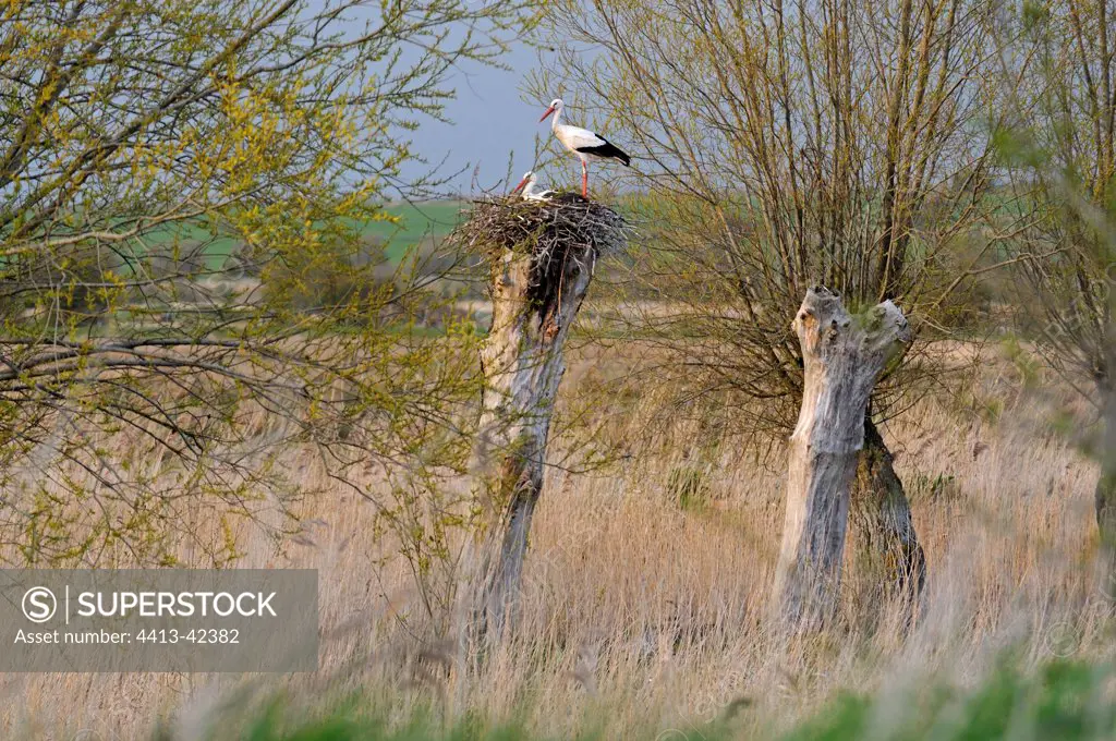 Storks white nesting on an old Saule