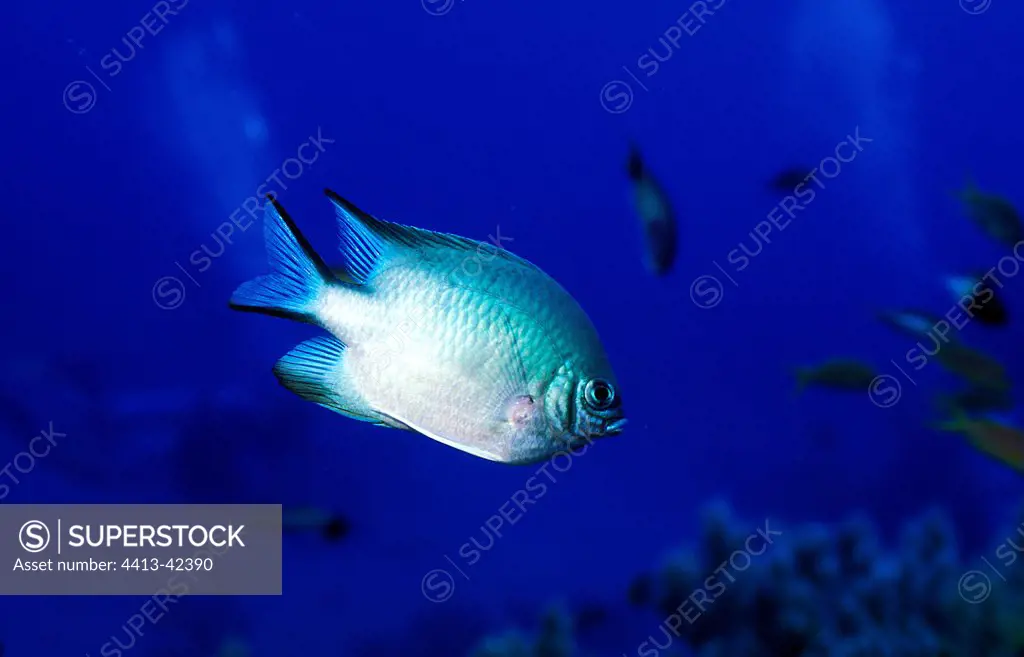 Portrait of a White-belly damselfish in the Red Sea Egypt