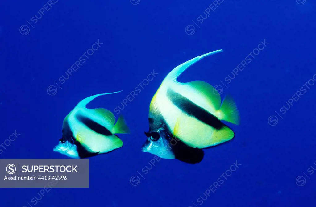 Two Pennant coralfish in the Red Sea Egypt