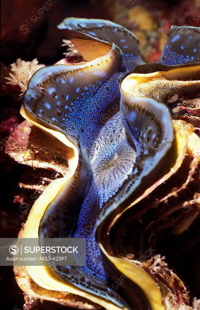 Close-up of a Giant clam in the Red Sea Egypt
